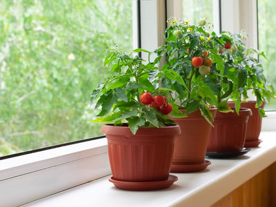 Cómo cultivar tomates: consejos y herramientas de jardinería 